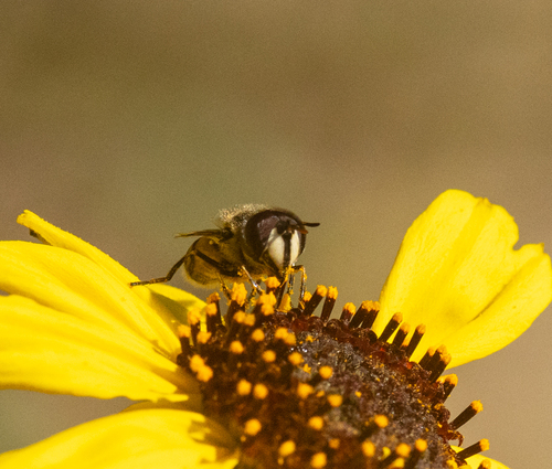 Unknown species found near Del Mar Heights, San Diego, CA 92014, USA
