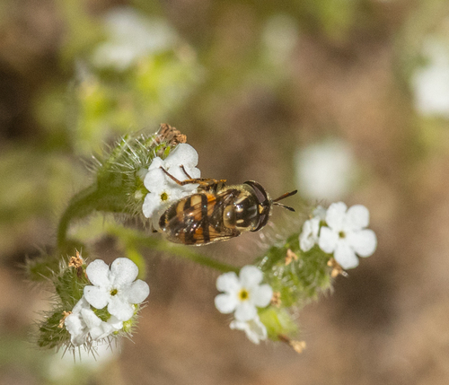 Unknown species found near Del Mar Heights, San Diego, CA 92014, USA