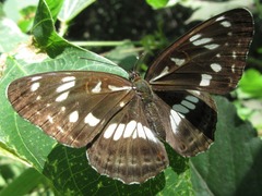 Limenitis doerriesi