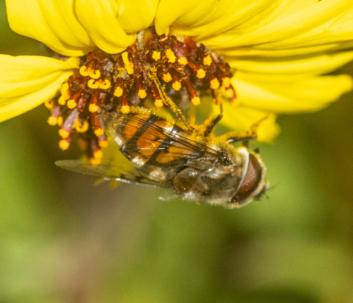Unknown species found near Del Mar Heights, San Diego, CA 92014, USA