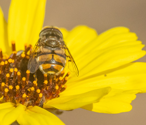 Unknown species found near Del Mar Heights, San Diego, CA 92014, USA