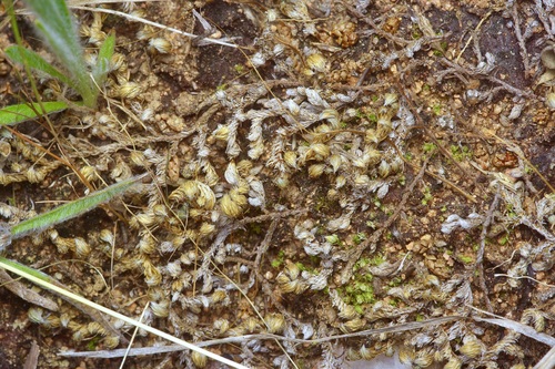 Peruvian Spikemoss (Selaginella peruviana)