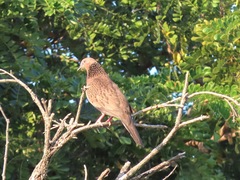 Streptopelia chinensis