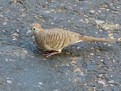 Geopelia striata
