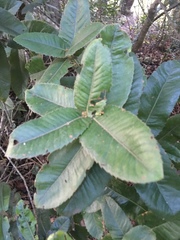 Eucryphia cordifolia