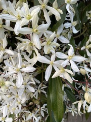 Clematis armandii
