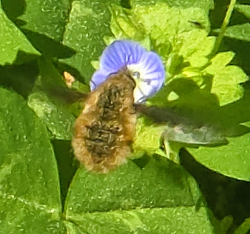 Unknown species found near Eastover, NC, USA