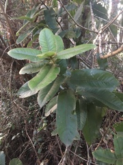 Eucryphia cordifolia