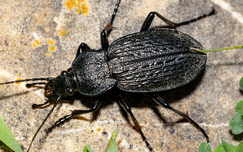 Carabus rugosus