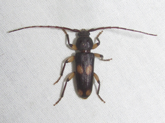 Tylonotus bimaculatus