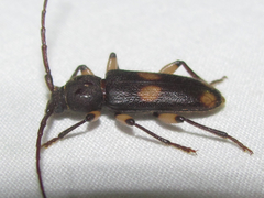 Tylonotus bimaculatus