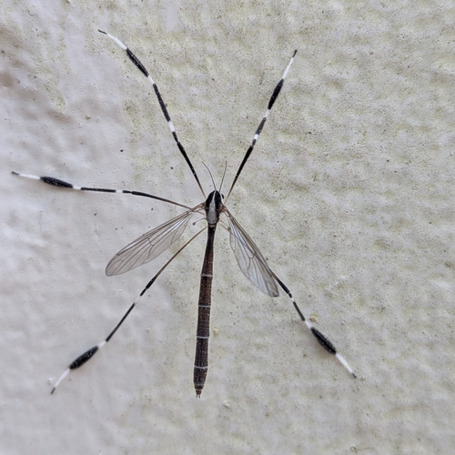 Unknown species found near State Botanical Gardens, Athens, GA 30606, USA