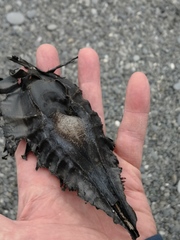 Callorhinchus milii