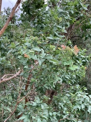 Angophora subvelutina