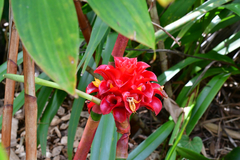 Costus comosus bakeri
