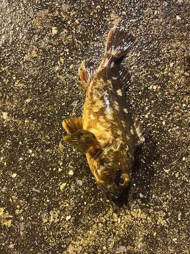 Sebastiscus marmoratus