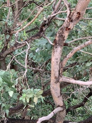 Angophora subvelutina
