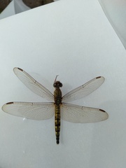 Neurothemis terminata