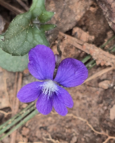 Southern wood violet (Viola hirsutula)