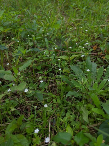 Androsace umbellata (Androsace umbellata)