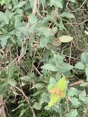 Angophora subvelutina