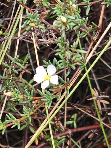 southern sea-heath (Frankenia pauciflora)