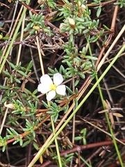 Frankenia pauciflora, photograph (c) Michael McBain, some rights reserved (CC BY)