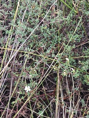 Frankenia pauciflora, photograph (c) Michael McBain, some rights reserved (CC BY)