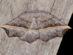 Metanema determinata