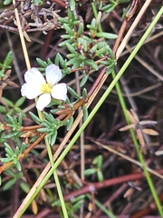 Frankenia pauciflora, photograph (c) Michael McBain, some rights reserved (CC BY)