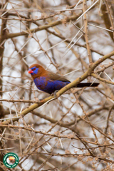 Granatina ianthinogaster