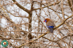 Granatina ianthinogaster