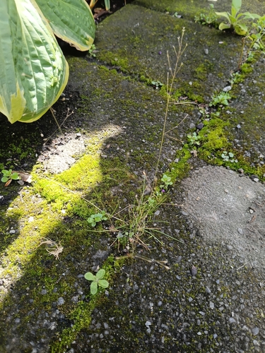 Poa imbecilla observed 2026-03-28