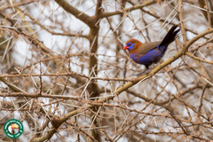 Granatina ianthinogaster