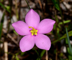 Sabatia grandiflora