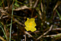 Utricularia gibba