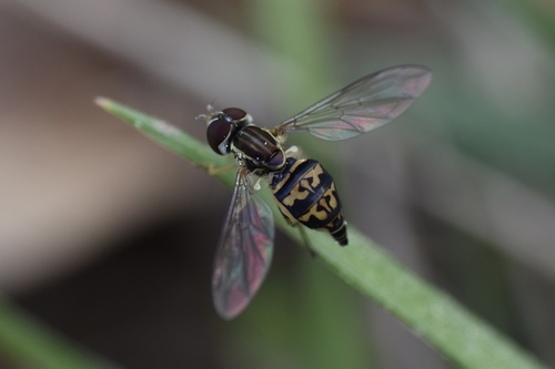 Unknown species found near Georgia, US