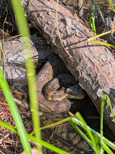 Northern Cottonmouth