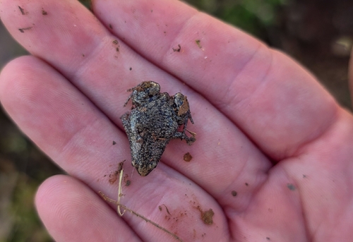 Eastern Narrow-mouthed Toad