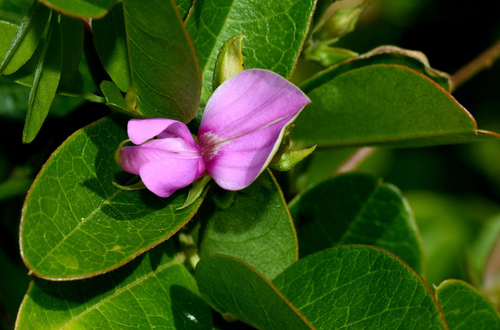 Soft Milkpea (Galactia glabella)