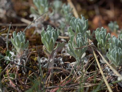 Upright Cudweed (Bombycilaena erecta)