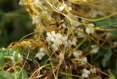 Cuscuta costaricensis