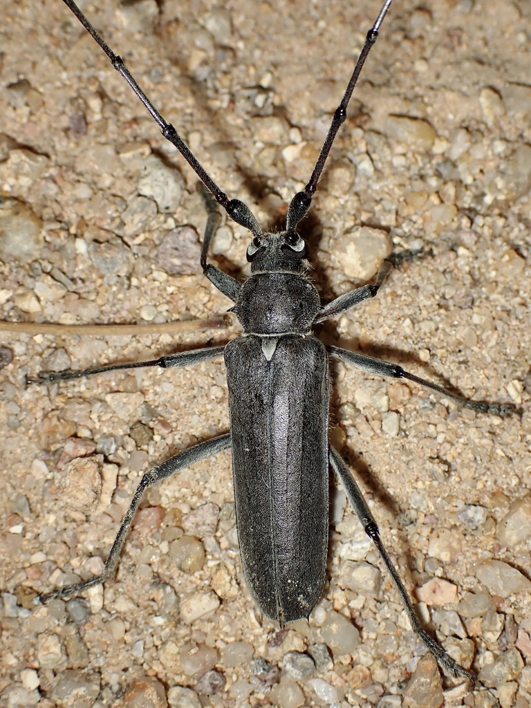 banded hickory borer