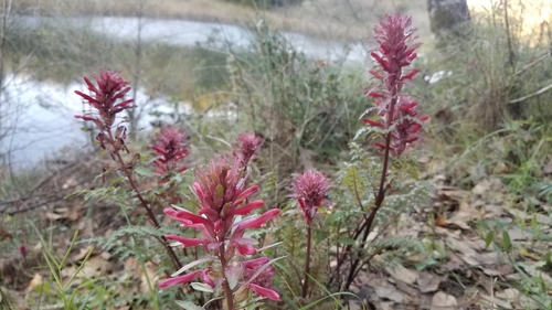 Indian warrior (Pedicularis densiflora)