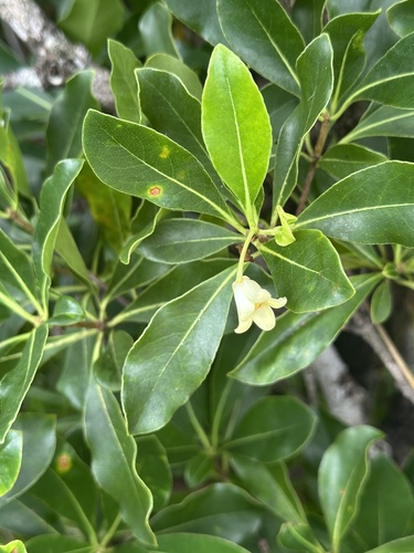 Pittosporum parvifolium iNat (1)