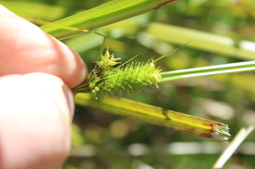 Carex maorica, photograph 6