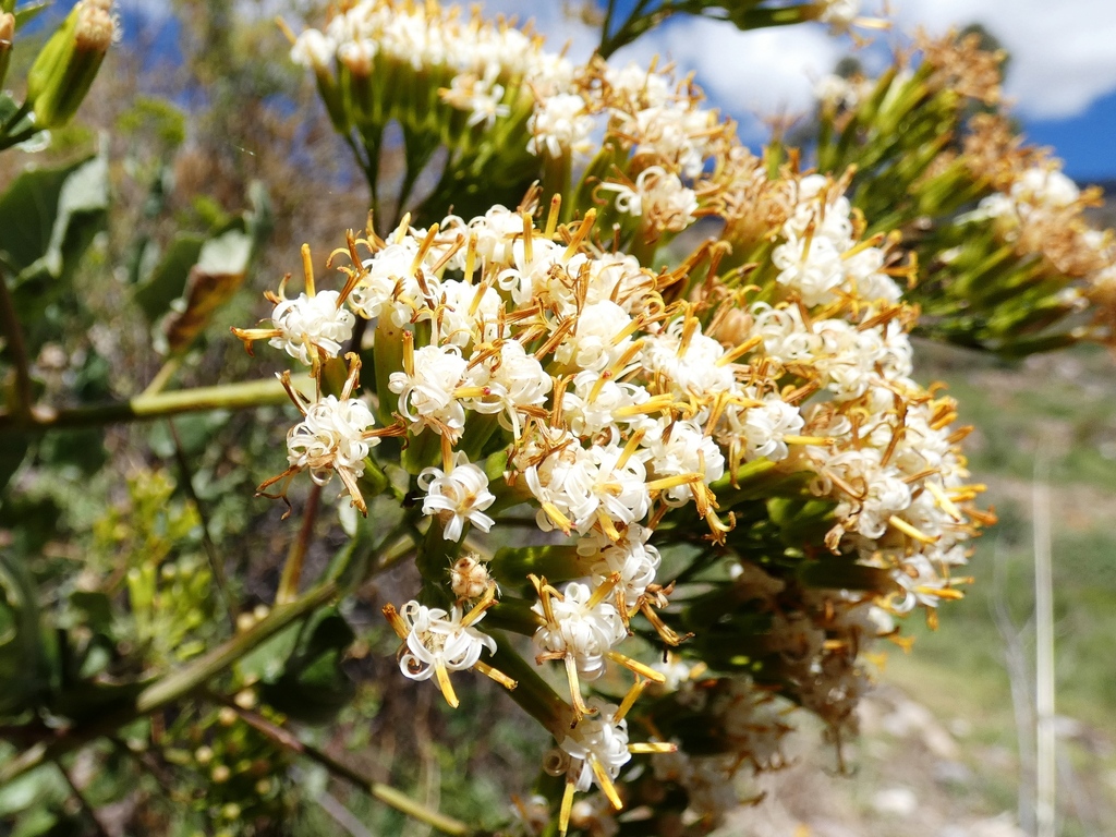 Paracalia