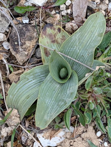 Bee Orchid (Ophrys apifera)