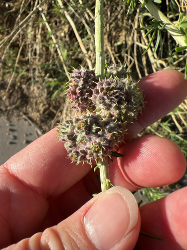 Unknown species found near W Main St, Escalante, UT, US