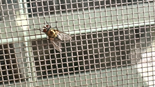 Unknown species found near Cheyenne Dr, Woodward, OK, US